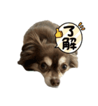 チョコタンチワワ の日常会話2（個別スタンプ：2）