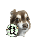チョコタンチワワ の日常会話2（個別スタンプ：3）