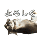 チョコタンチワワ の日常会話2（個別スタンプ：4）