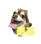 チョコタンチワワ の日常会話2（個別スタンプ：13）