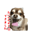 チョコタンチワワ の日常会話2（個別スタンプ：15）