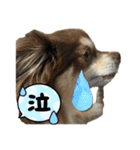 チョコタンチワワ の日常会話2（個別スタンプ：20）