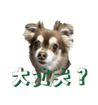 チョコタンチワワ の日常会話2（個別スタンプ：23）