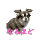 チョコタンチワワ の日常会話2（個別スタンプ：26）