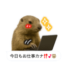 おっさんマーモットスタンプ（個別スタンプ：1）