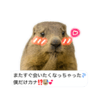 おっさんマーモットスタンプ（個別スタンプ：6）