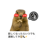 おっさんマーモットスタンプ（個別スタンプ：10）
