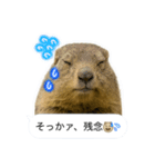 おっさんマーモットスタンプ（個別スタンプ：15）