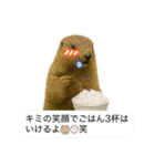 おっさんマーモットスタンプ（個別スタンプ：16）