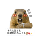 おっさんマーモットスタンプ（個別スタンプ：19）