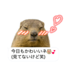 おっさんマーモットスタンプ（個別スタンプ：20）