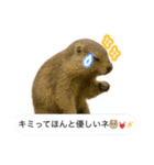 おっさんマーモットスタンプ（個別スタンプ：21）