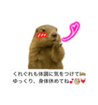 おっさんマーモットスタンプ（個別スタンプ：22）