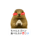 おっさんマーモットスタンプ（個別スタンプ：23）