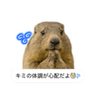 おっさんマーモットスタンプ（個別スタンプ：25）