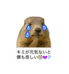 おっさんマーモットスタンプ（個別スタンプ：28）