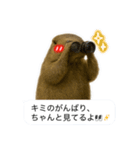 おっさんマーモットスタンプ（個別スタンプ：30）