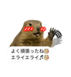 おっさんマーモットスタンプ（個別スタンプ：31）