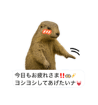 おっさんマーモットスタンプ（個別スタンプ：33）