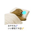 おっさんマーモットスタンプ（個別スタンプ：37）