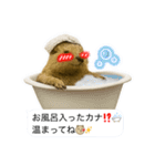 おっさんマーモットスタンプ（個別スタンプ：40）