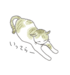 犬猫インコのすこぶる愉快な毎日2（個別スタンプ：11）