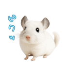 白いチンチラのmofuな日常（個別スタンプ：3）