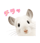 白いチンチラのmofuな日常（個別スタンプ：4）