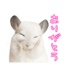 白いチンチラのmofuな日常（個別スタンプ：5）