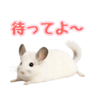 白いチンチラのmofuな日常（個別スタンプ：7）