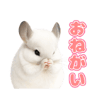 白いチンチラのmofuな日常（個別スタンプ：9）