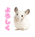 白いチンチラのmofuな日常（個別スタンプ：10）