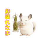 白いチンチラのmofuな日常（個別スタンプ：12）