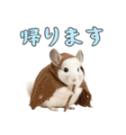 白いチンチラのmofuな日常（個別スタンプ：16）