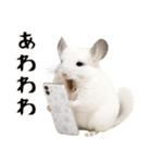 白いチンチラのmofuな日常（個別スタンプ：26）