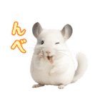 白いチンチラのmofuな日常（個別スタンプ：30）