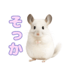 白いチンチラのmofuな日常（個別スタンプ：33）