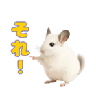 白いチンチラのmofuな日常（個別スタンプ：34）