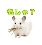 白いチンチラのmofuな日常（個別スタンプ：36）