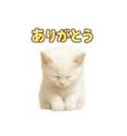 実写みたいな子猫 日本語（個別スタンプ：1）