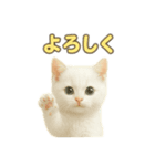 実写みたいな子猫 日本語（個別スタンプ：4）