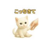 実写みたいな子猫 日本語（個別スタンプ：6）