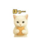 実写みたいな子猫 日本語（個別スタンプ：9）