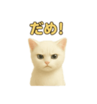 実写みたいな子猫 日本語（個別スタンプ：22）