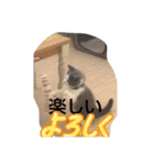皆のアオくん（個別スタンプ：4）