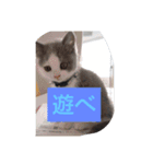 皆のアオくん（個別スタンプ：8）