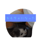 皆のアオくん（個別スタンプ：19）
