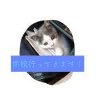 皆のアオくん（個別スタンプ：20）