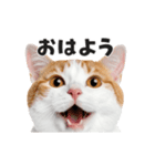 猫の顔がどーん！（個別スタンプ：1）