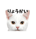 猫の顔がどーん！（個別スタンプ：2）
